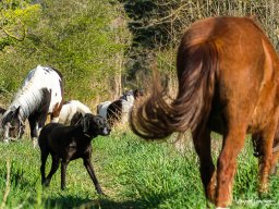 Poneys